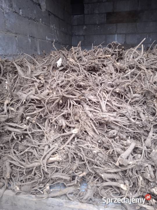 nasiona lubczyk 2024 Krasnystaw