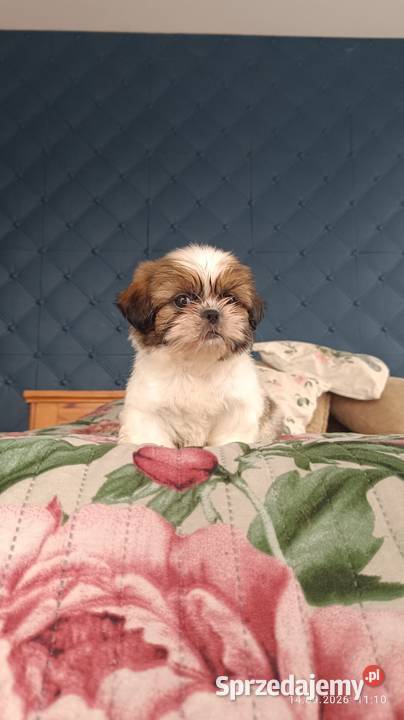 Szczeniaki shih tzu