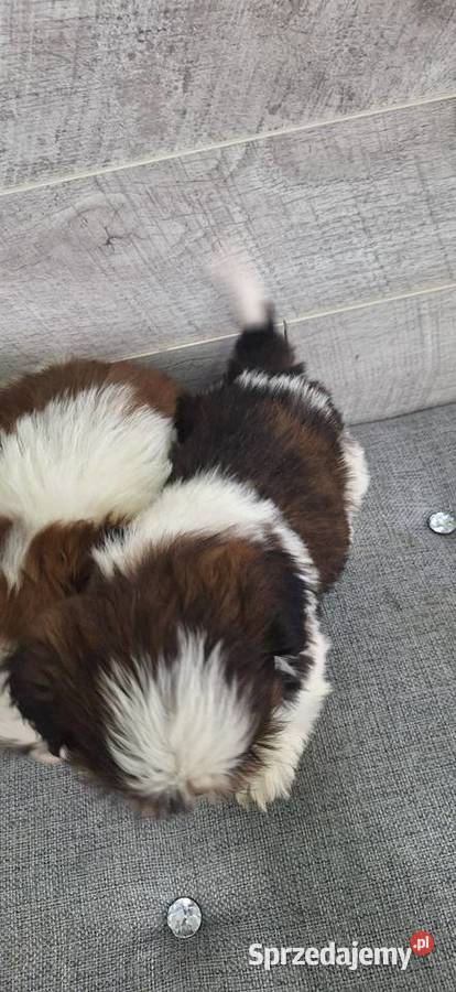 Shih Tzu suczki Przysucha