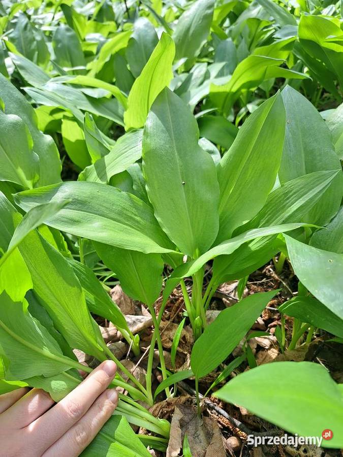 Czosnek niedźwiedzi liście świeże 1 Ogród