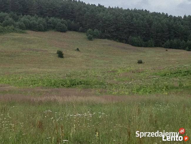 Bieszczady grunt Sprzedaż Liskowate