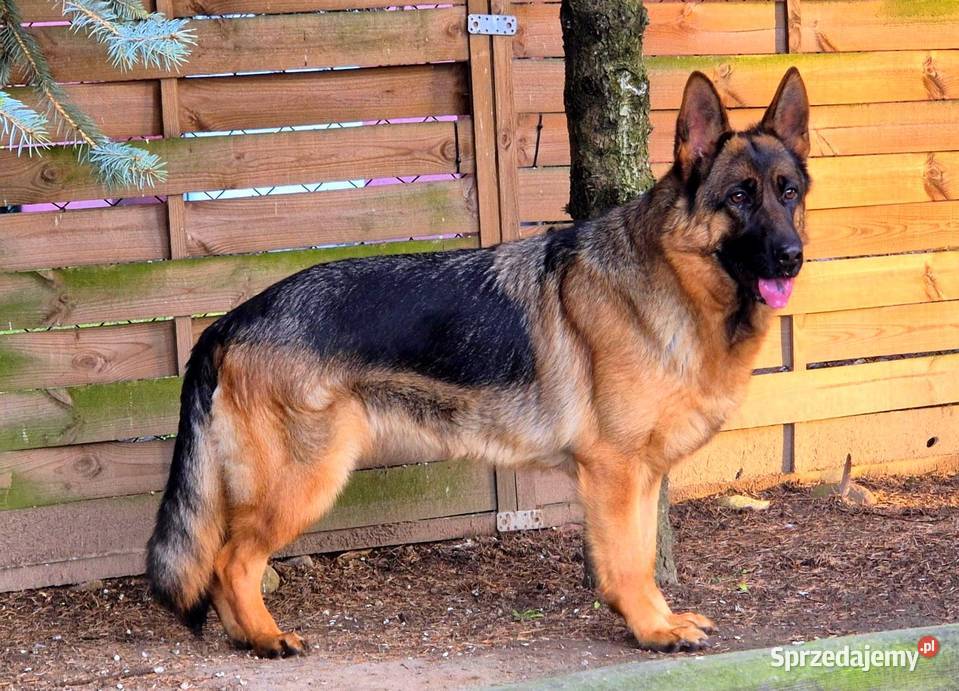 Owczarek Niemiecki Suka Rodowód FCI Zwierzęta dolnośląskie Wiązów