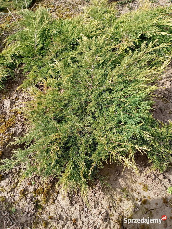 Piękne duże jałowce lubelskie Lublin