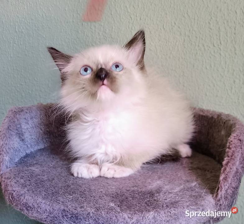 Piękne kocięta Ragdoll z rodowodem i wyprawką Łódź