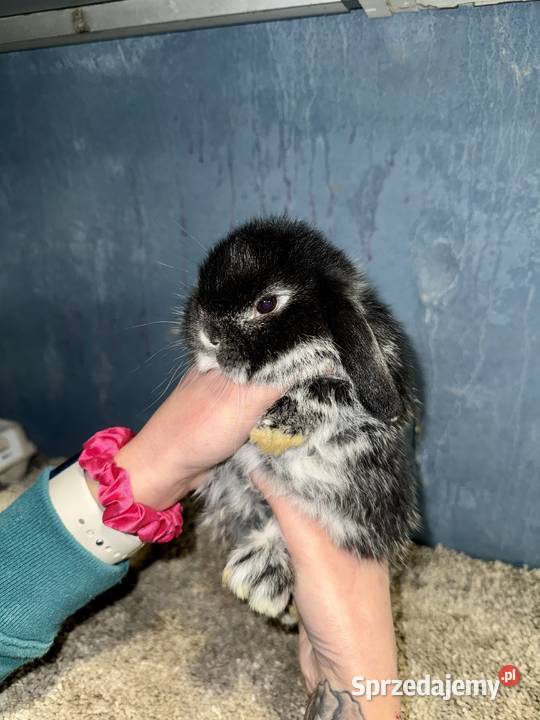 Mini Lop Królik Miniaturka Teddy Króliki Gryzonie Godowa