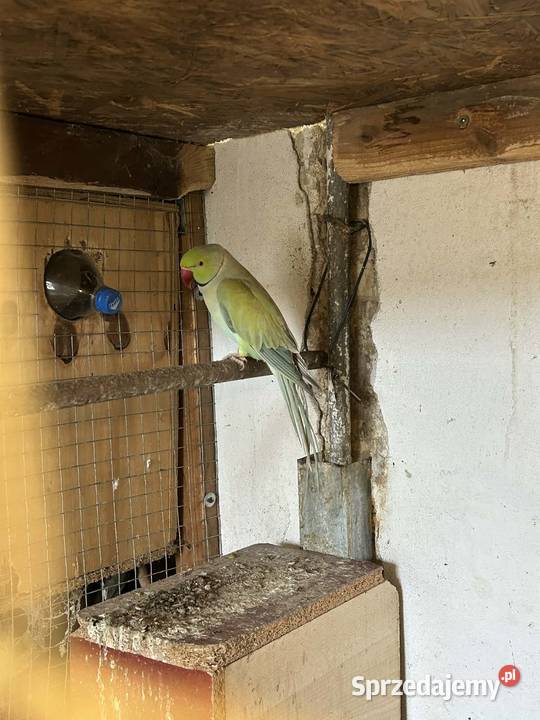 Aleksandretta obrożna samiec małopolskie Skała