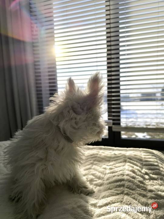 West Highland white terrier Brzeziny sprzedam