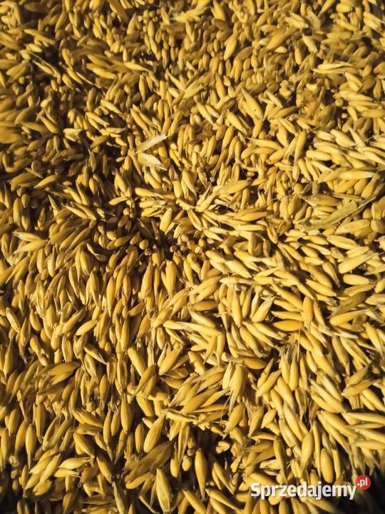 Sprzedam Owies Skała sprzedam