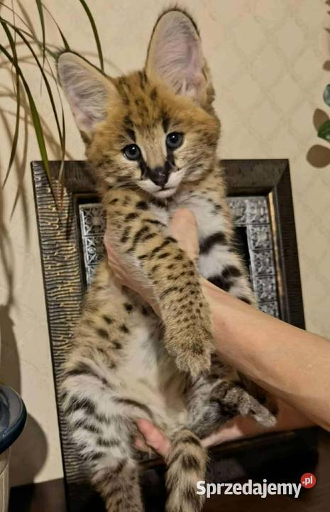 Dostępne kocięta serwala i savannah z karakalem Lublin