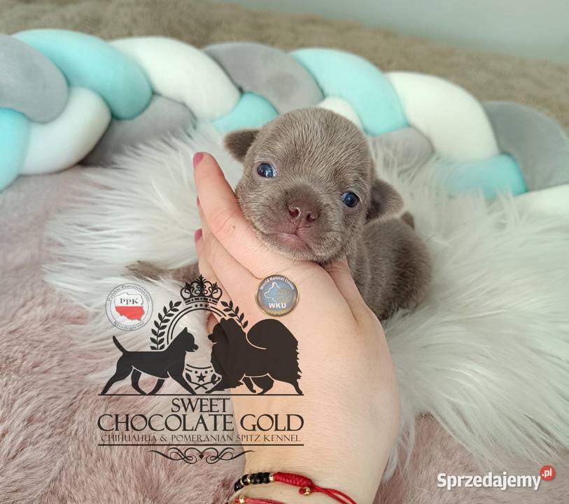 Chihuahua piesek liliowy krótkowłosy piękny