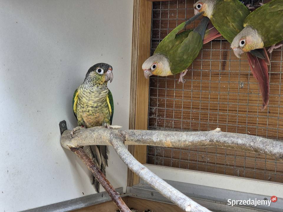 Rudosterka zielonolica Rudosterki zielonolice Buków