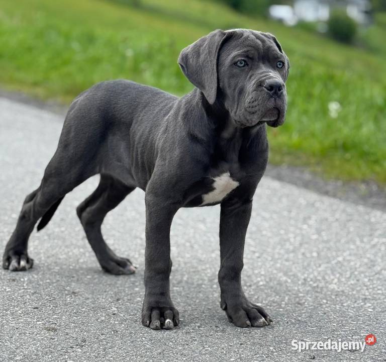 Szara wyjątkowa suczka Cane Corso ZKwPFCI Psy Zakopane