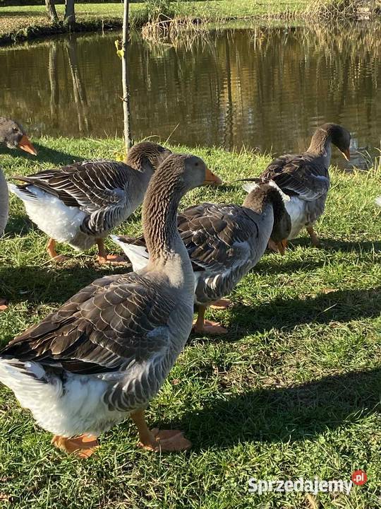 Gęsi Landes dolnośląskie sprzedam