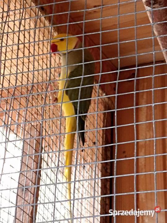 Sprzedam aleksandrettę Kobyłka