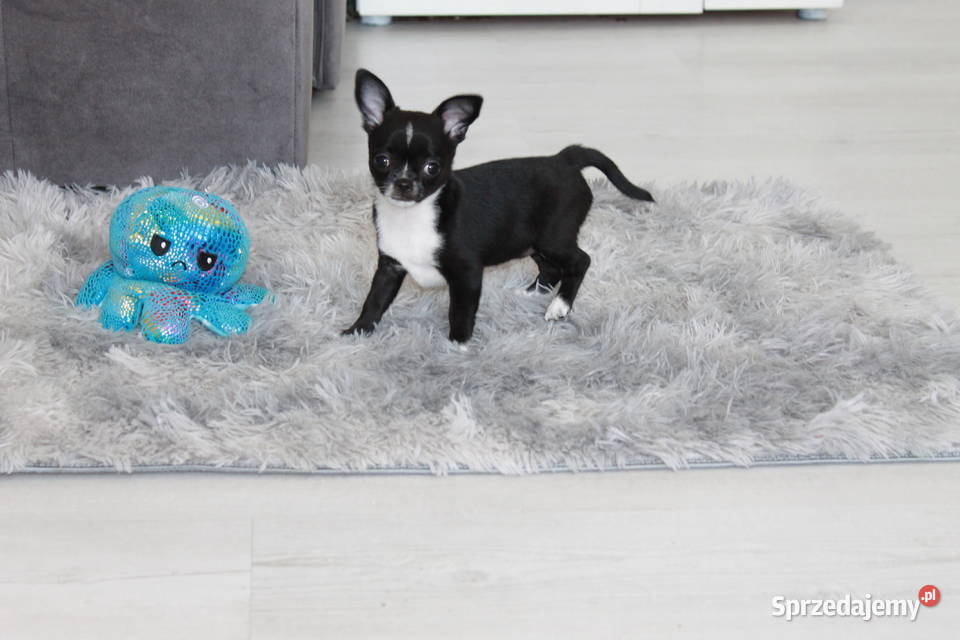 Chihuahua krótkowłosa sunia ZKwP FCI Świnoujście sprzedam