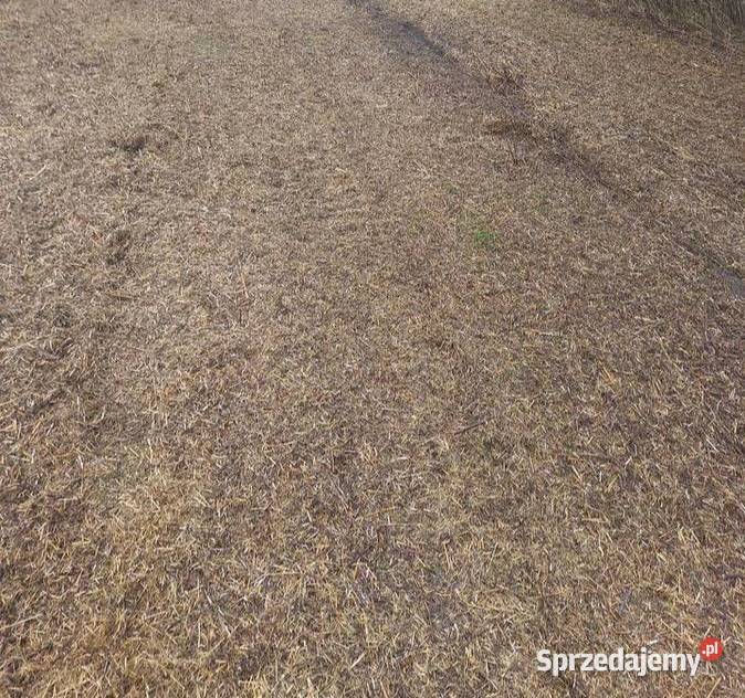 Koszenie trawy nieużytków rozdrabnianie chwastów Puławy