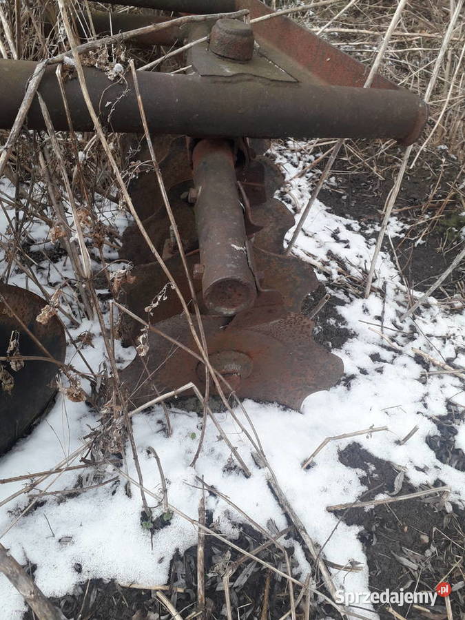 Talerzówka polska nieuszkodzony Dziadkowo