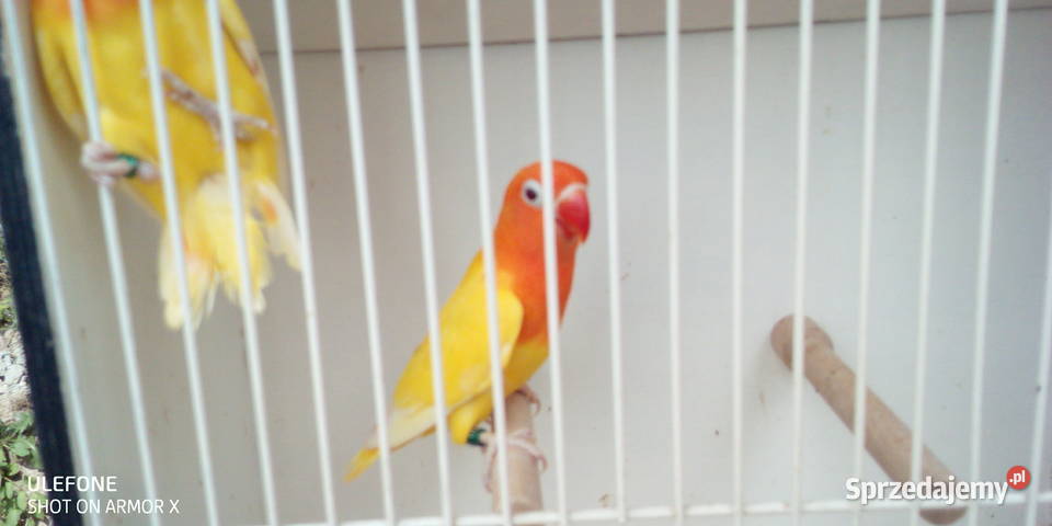 Nierozłączki Fischera Nowy Sącz