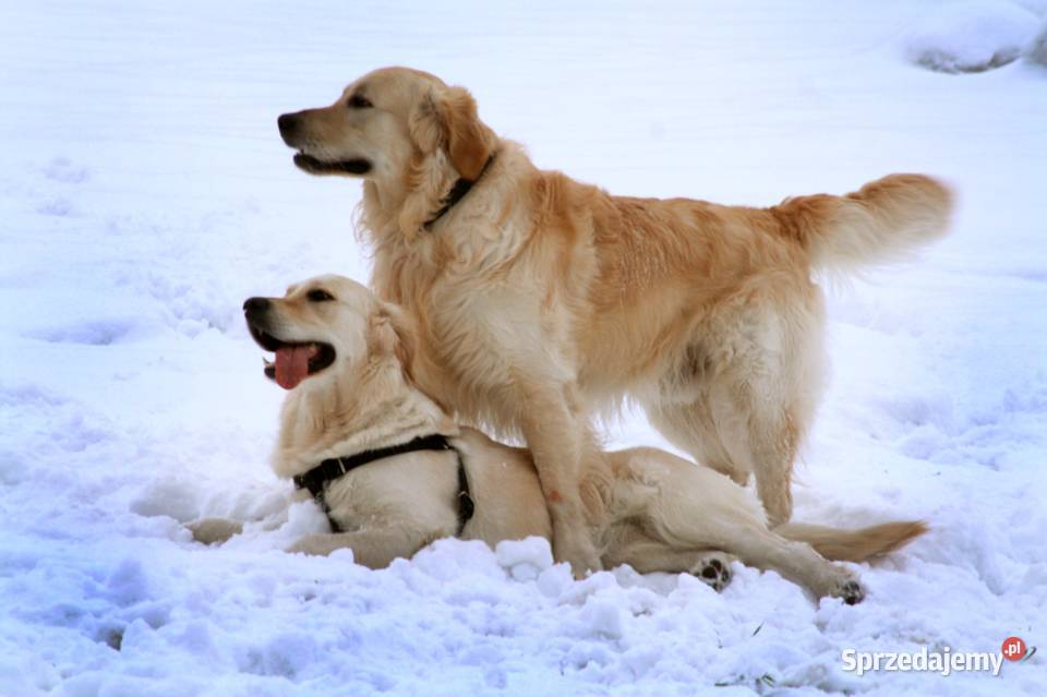 Golden Retriver 2 szczeniaki dolnośląskie Świebodzice