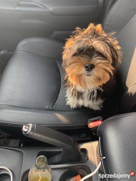 Mama Shihtzu Tata York dwa pieski Leoncin