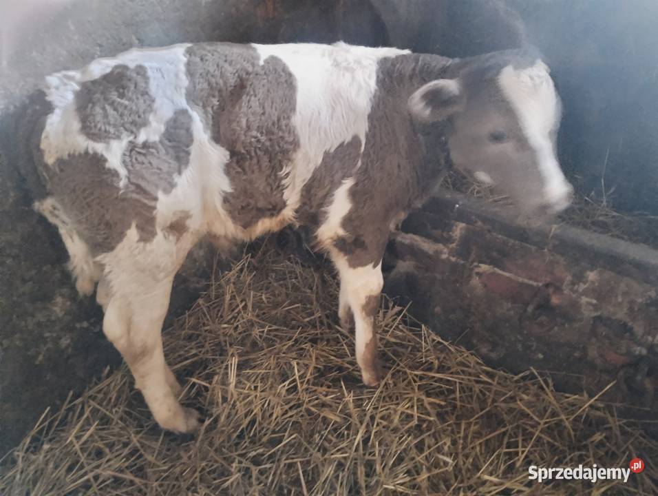 krowa z cielęciem