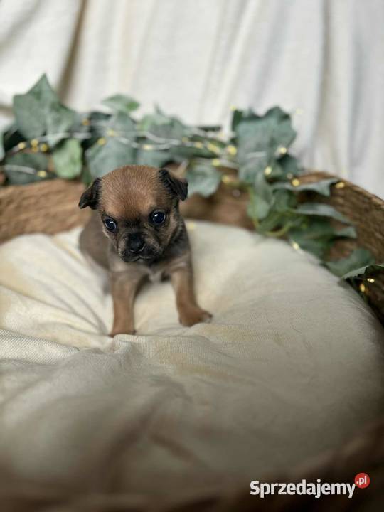 Suczka Chihuahua Brindle Częstochowa sprzedam