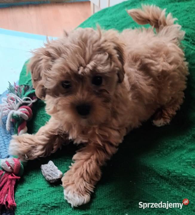 Sprzedam pieskasuczkę rasy maltipoometryka Andrychów sprzedam