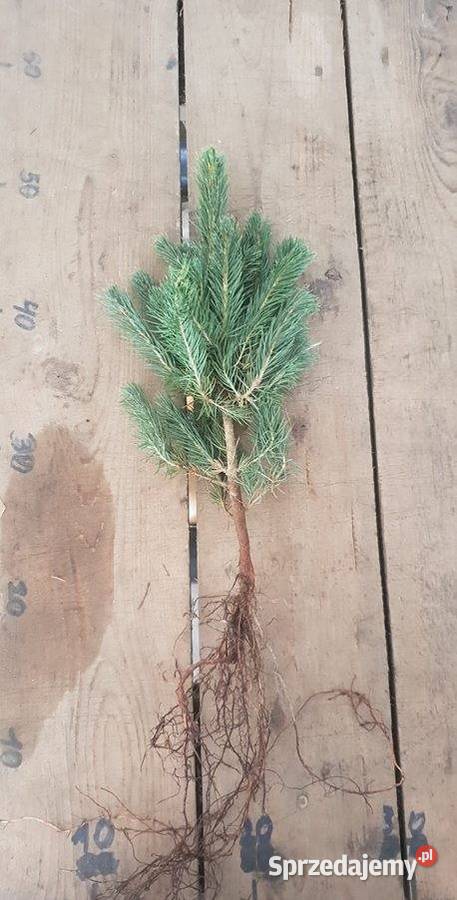 Sadzonki na plantacje choinek świerk srebrny śląskie Rybnik