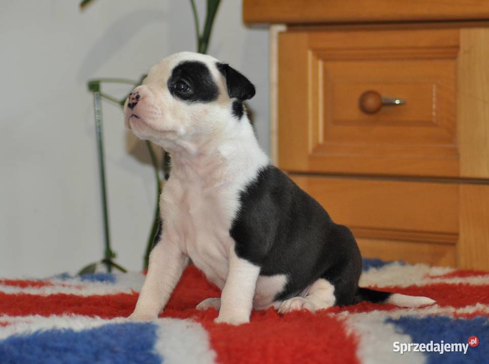 Amstaff ZKWP FCI śliczna suczka śląskie Koziegłowy