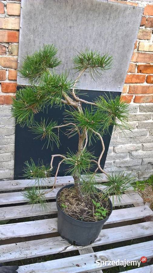 Ogrodowe Bonsai Sosna Najtaniej Mszczonów