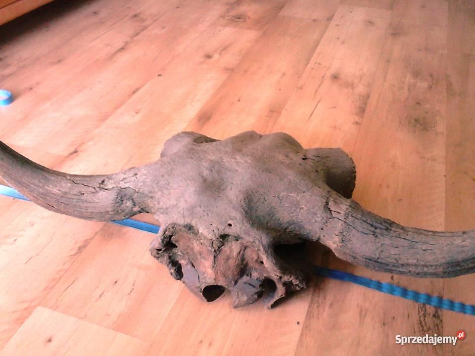 rogi tura Ostrołęka