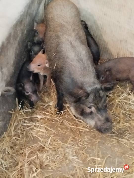 Świnki wietnamki śląskie Winowno