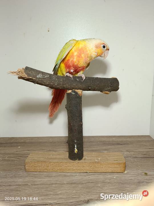 Sprzedam Rudosterki Rybnik