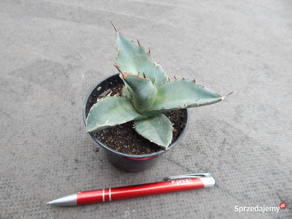 Agawa kolekcjonerska agave titanota klon 1 Kraków