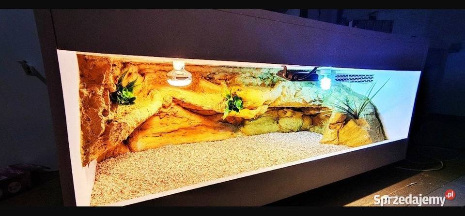 Terrarium specjalistyczne agamy brodatej gekona Ełk