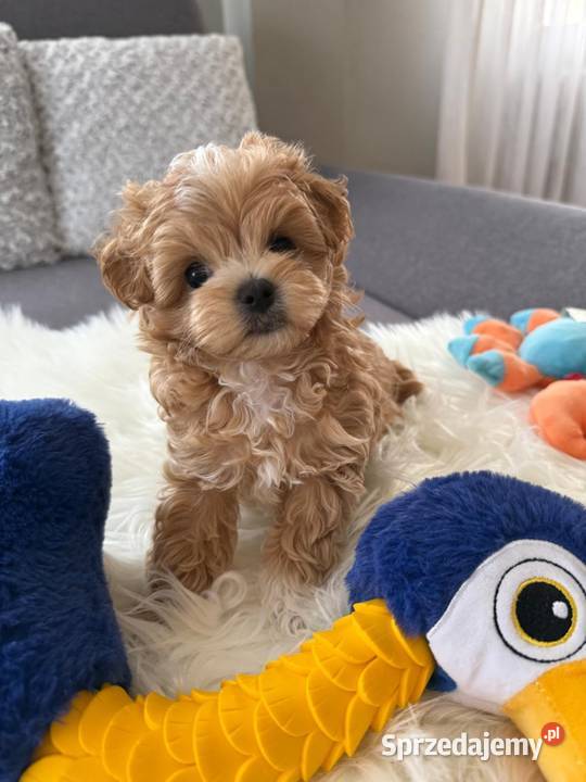 Maltipoo xxs pieski