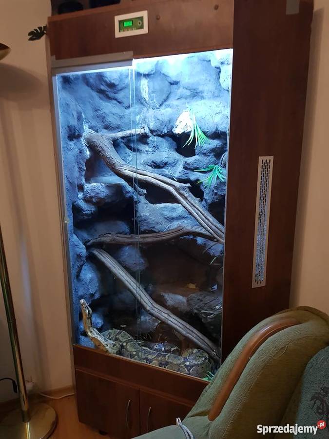 Sprzedam węża boa dusiciela samica z terrarium mazowieckie Legionowo