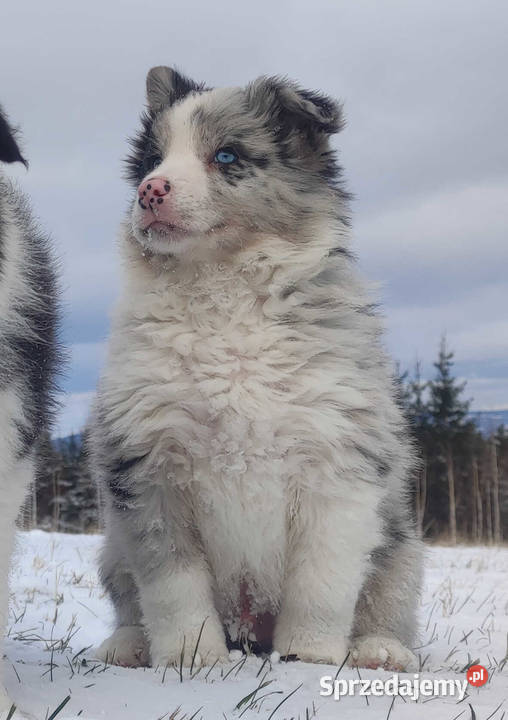 Szczenię BORDER COLLIE z Hodowli Rasowy pies z małopolskie Kraków sprzedam