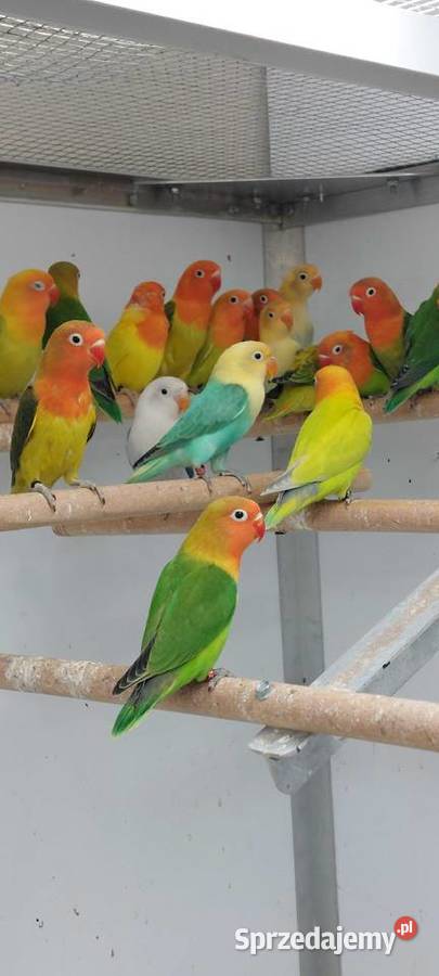 Papugi nierozłaczki Brodnica