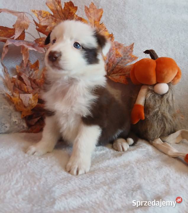 Border collie czekoladowo białe kujawsko-pomorskie Toruń sprzedam