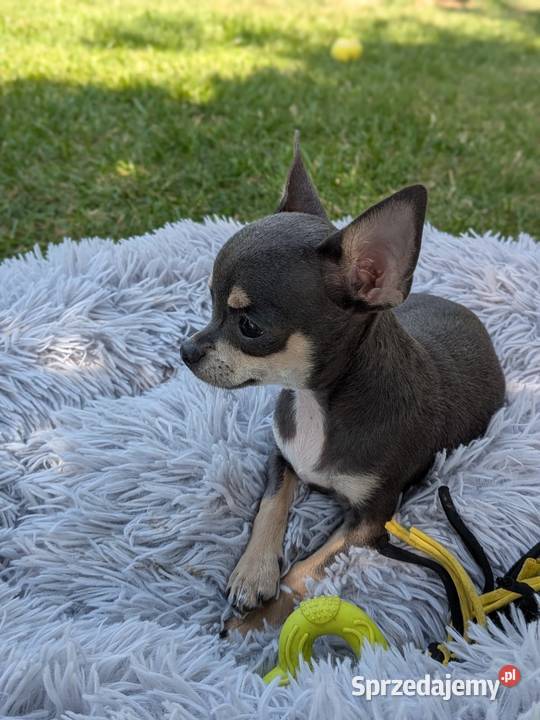 Chihuahua suczka xxs Szczaworyż sprzedam