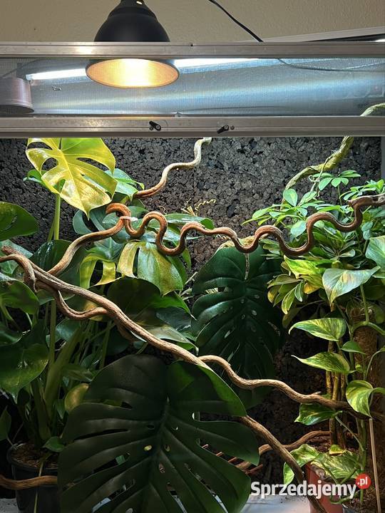 Terrarium z siatki 100x50x100 kameleona DUŻE Sopot