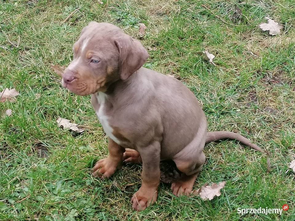 Catahoula Louisjana Leopard Dog szczeniaki Pozostałe Trzebiatów