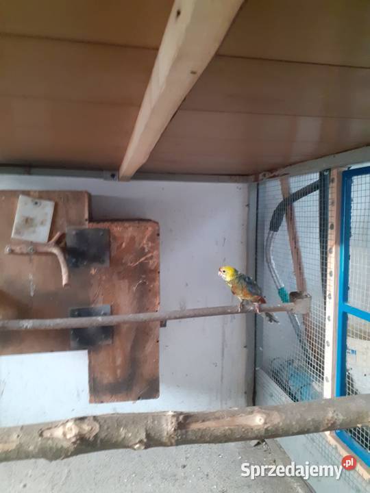 Samiec Rozzelli Królewskiej opolskie Kluczbork