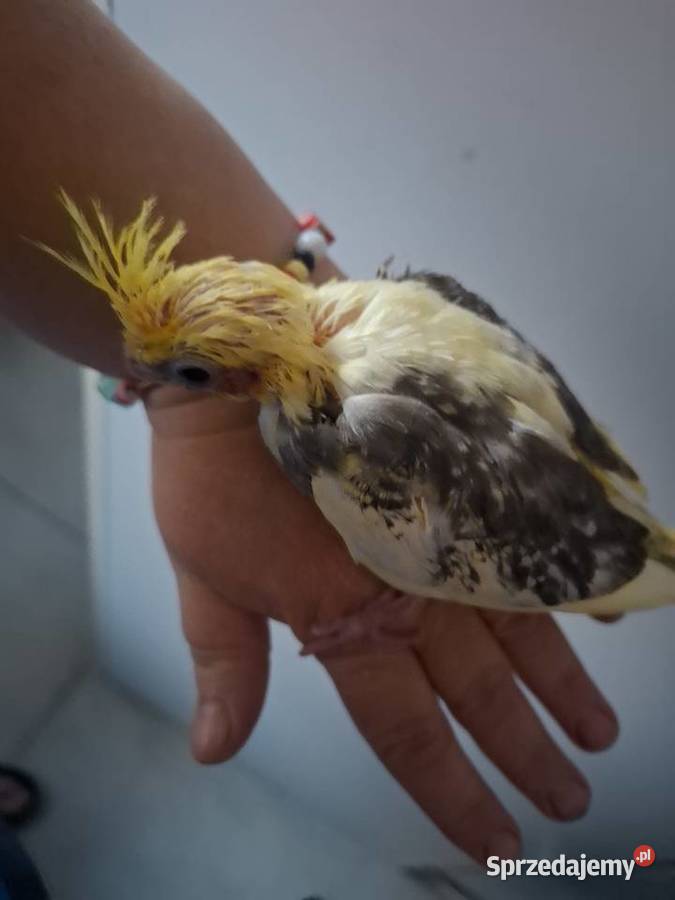 Papugi nimfy ręcznie karmione wielkopolskie Gostyń