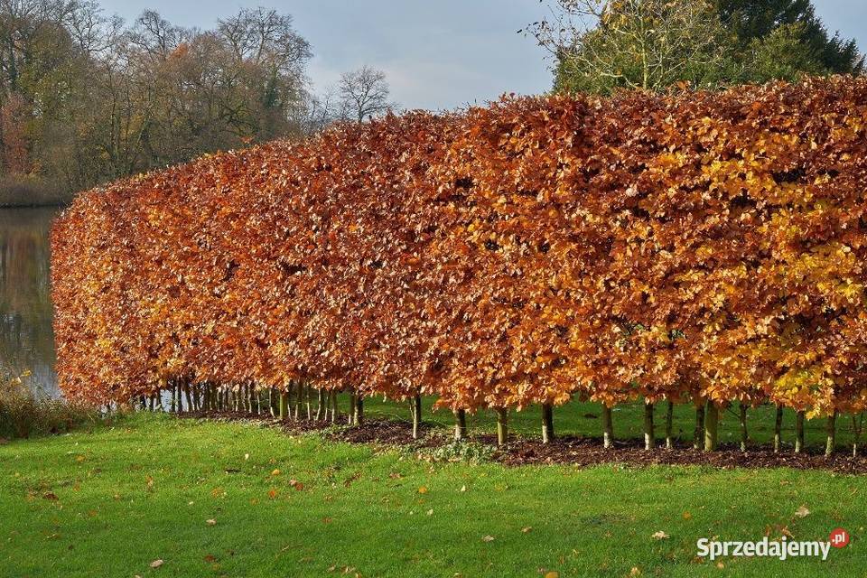 Grab pospolity Carpinus betulus na żywopłot 5070 sprzedam