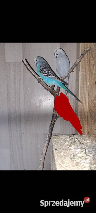 Papugi faliste Ptaki Burzyn