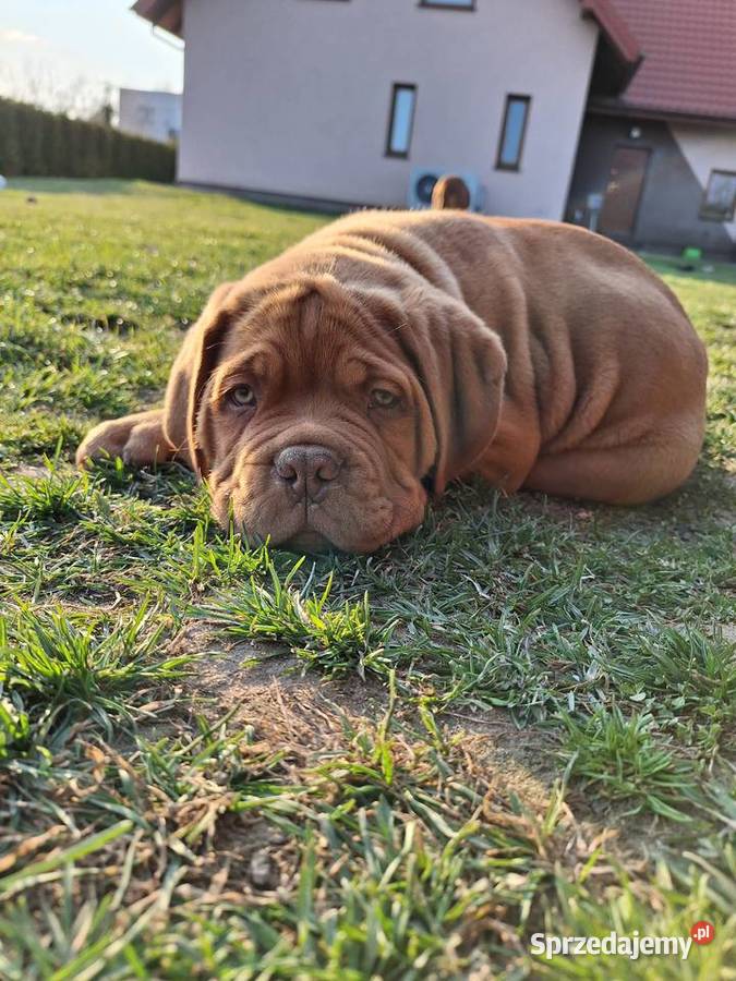 Szczeniak Dogue de Bordeaux Szydłowiec sprzedam
