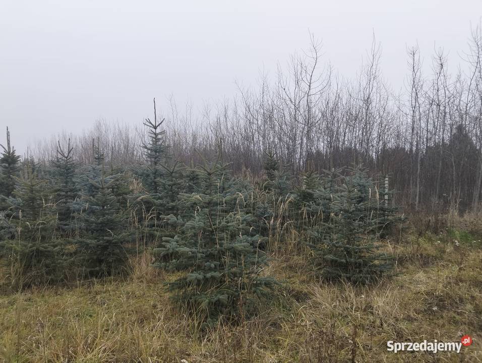 Świerk Srebrny hurt Iglaste Grójec