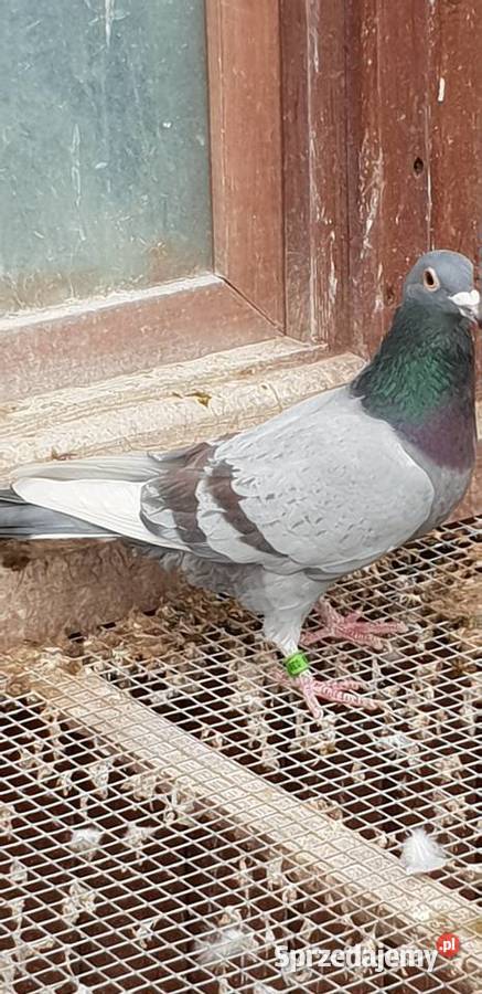 Gołęb pocztowy JanssenKrak Wanroy Paczyna